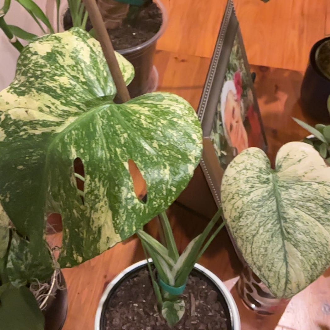 Photo of the plant species Monstera 'White Monster' by @Ghost.girl named Cleopatra on Greg, the plant care app