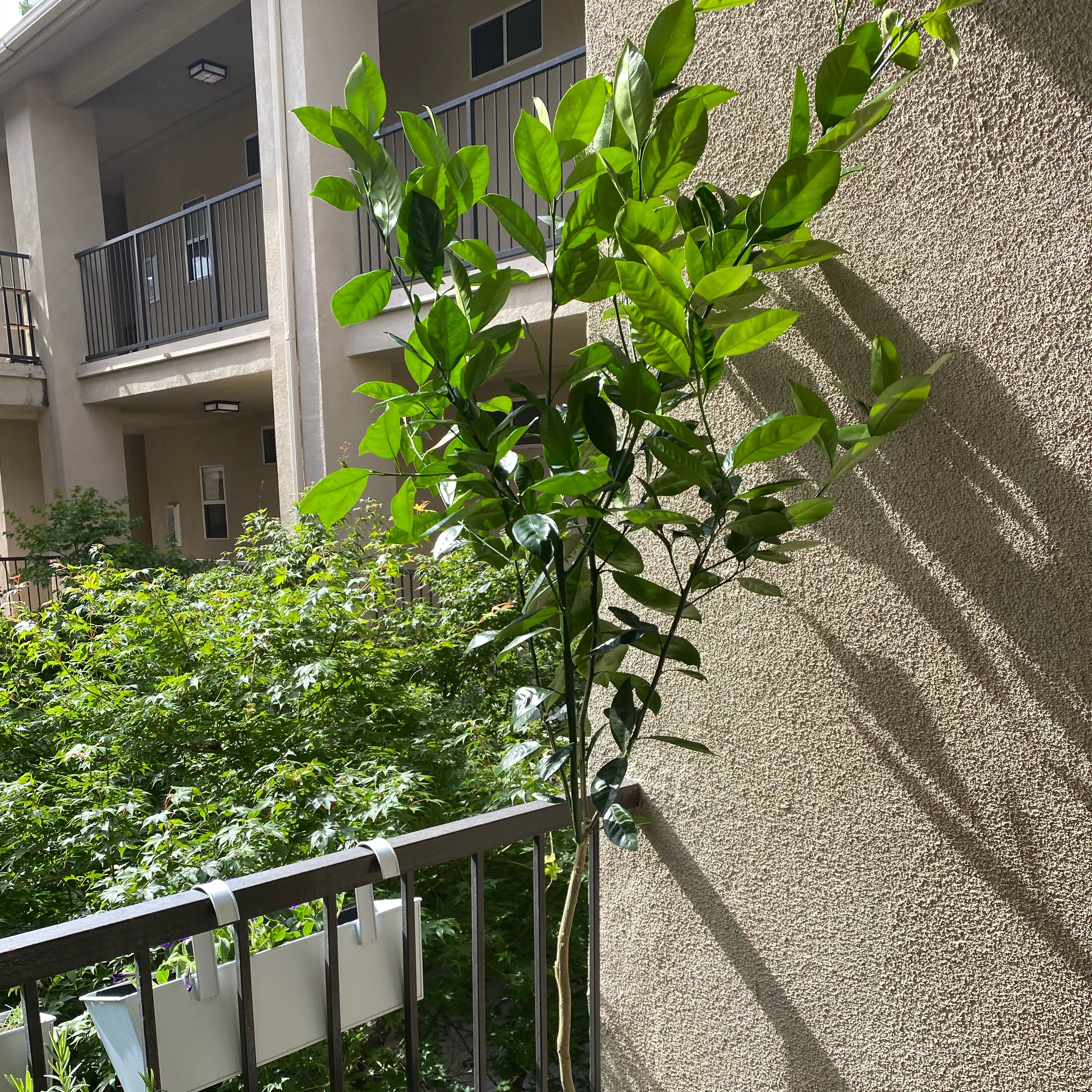 Photo of the plant species Calamansi by @FullGarlic55 named Leonardo on Greg, the plant care app