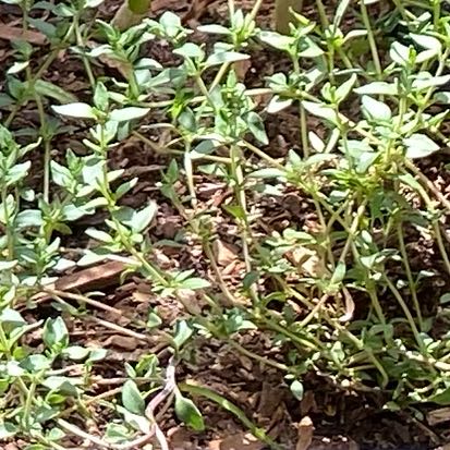 Photo of the plant species Wild Thyme by @FullGarlic55 named Baesil on Greg, the plant care app