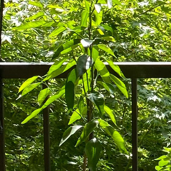 Photo of the plant species Citrus Reticulata by @FullGarlic55 named Madonna on Greg, the plant care app