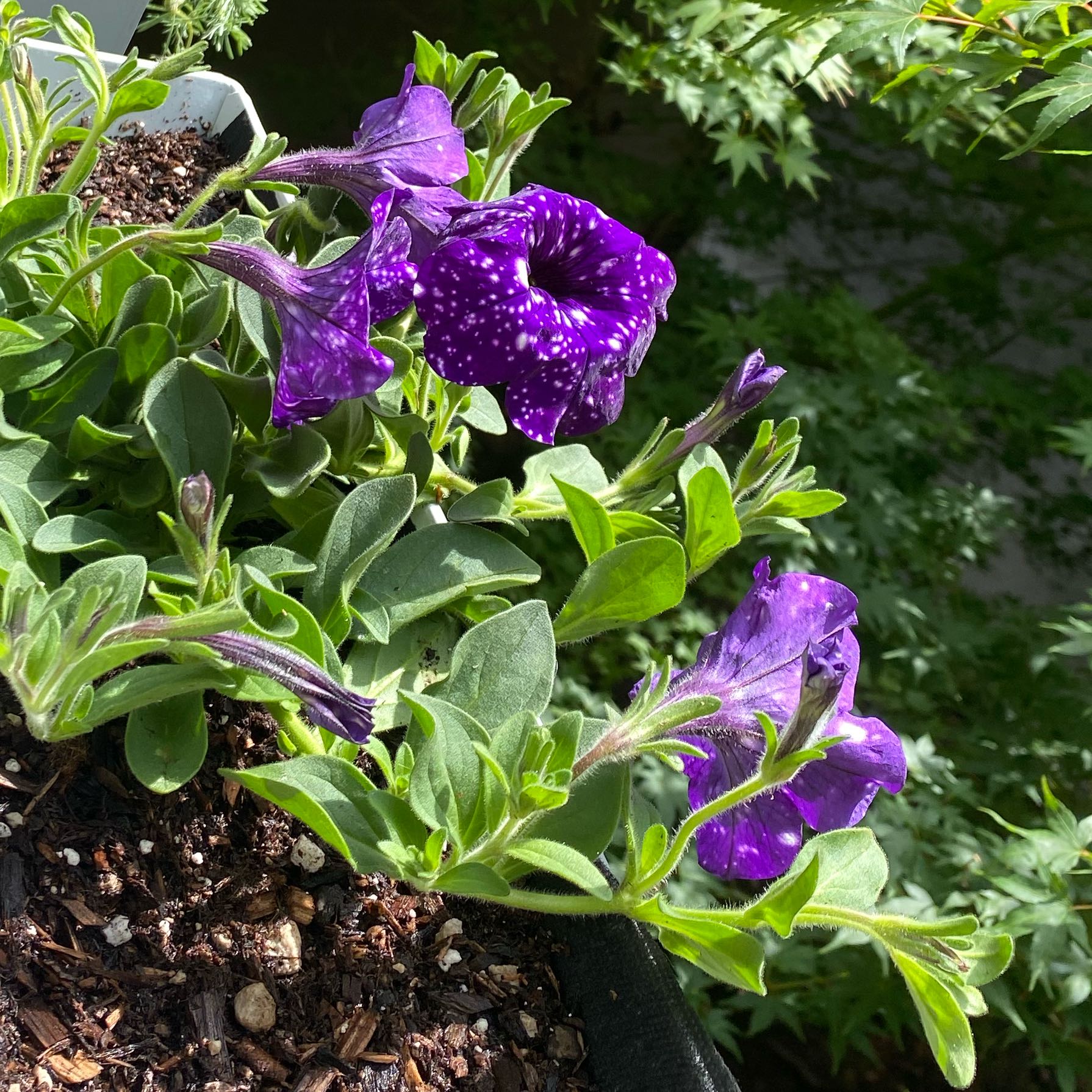 Photo of the plant species Night Sky Petunia by @FullGarlic55 named Luna on Greg, the plant care app
