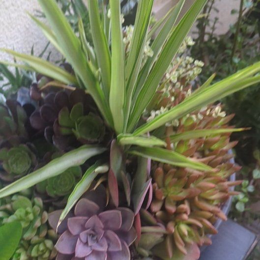 Photo of the plant species Screw Pine by @vplant named Xena on Greg, the plant care app