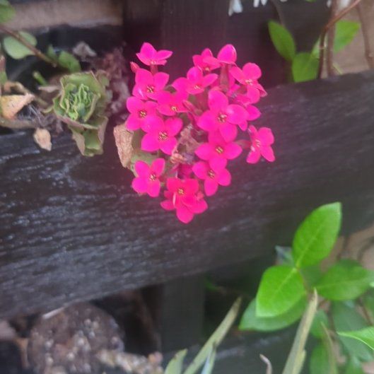 Photo of the plant species Trailing Lantana by @StainlessMum named Planty on Greg, the plant care app