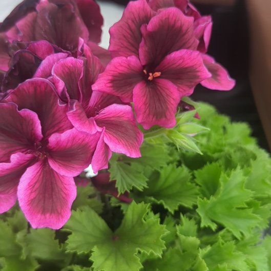 Photo of the plant species Regal Geranium by @vplant named Manooshak on Greg, the plant care app
