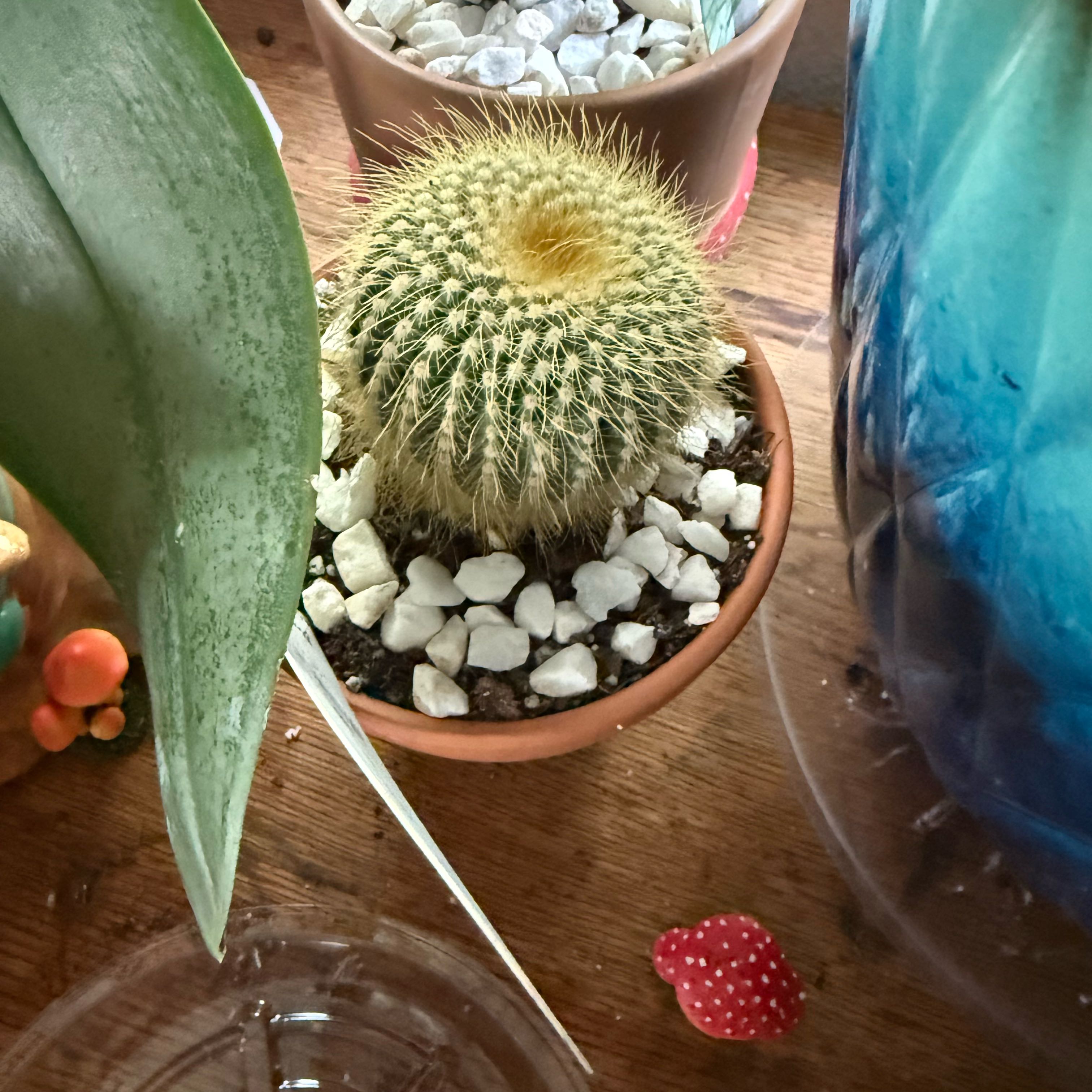 Photo of the plant species Owl's Eye Cactus by @Nagoler named Clooney on Greg, the plant care app