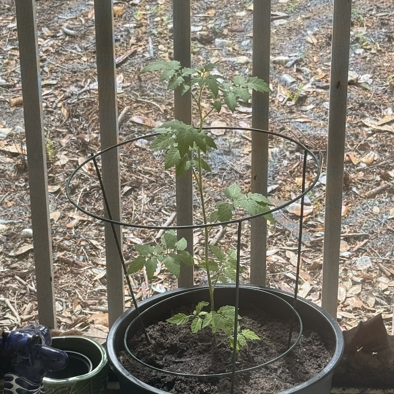 Photo of the plant species Currant Tomato by @HeroEspostoa64 named Tomato on Greg, the plant care app