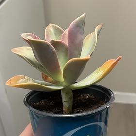Photo of the plant species Graptoveria 'Fred Ives' by @ExactCyclamen69 named Maya on Greg, the plant care app