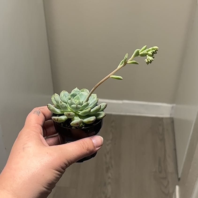 Photo of the plant species Echeveria Ruby Kissed by @ExactCyclamen69 named Queen on Greg, the plant care app