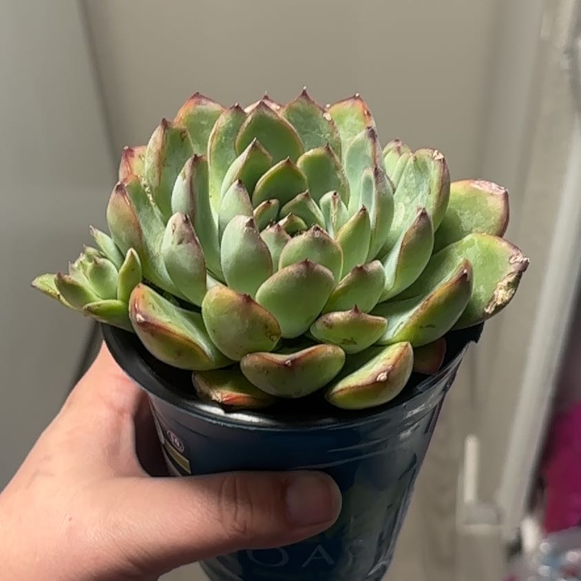 Photo of the plant species Echeveria pulidonis by @ExactCyclamen69 named Mochi on Greg, the plant care app