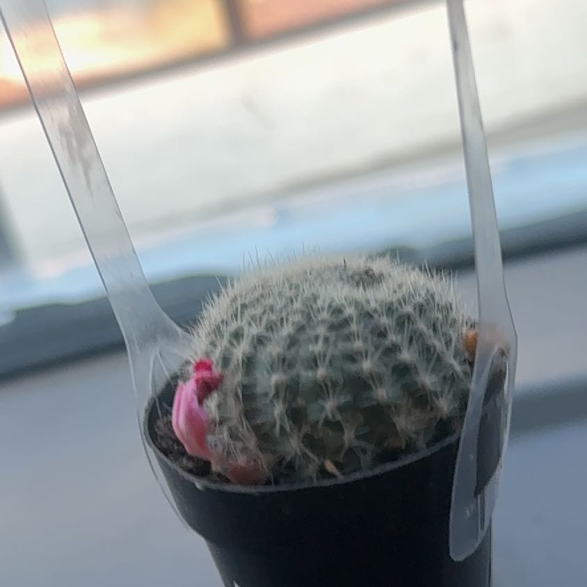 Photo of the plant species Rebutia miniscula by @YeveZinnia91 named Jimmy on Greg, the plant care app