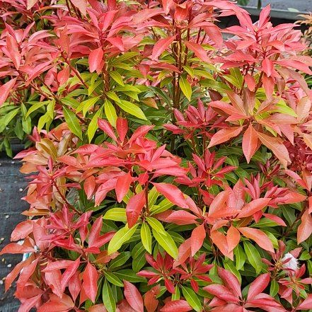 Photo of the plant species Japanese Andromeda by @GuruSmallleaf26 named Bodhi on Greg, the plant care app