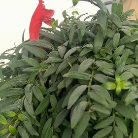 Photo of the plant species lipstick plant by @StylishBlueoak named Lebron on Greg, the plant care app