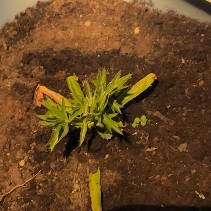 Photo of the plant species Culantro by @CivilCatnip47 named Stella on Greg, the plant care app