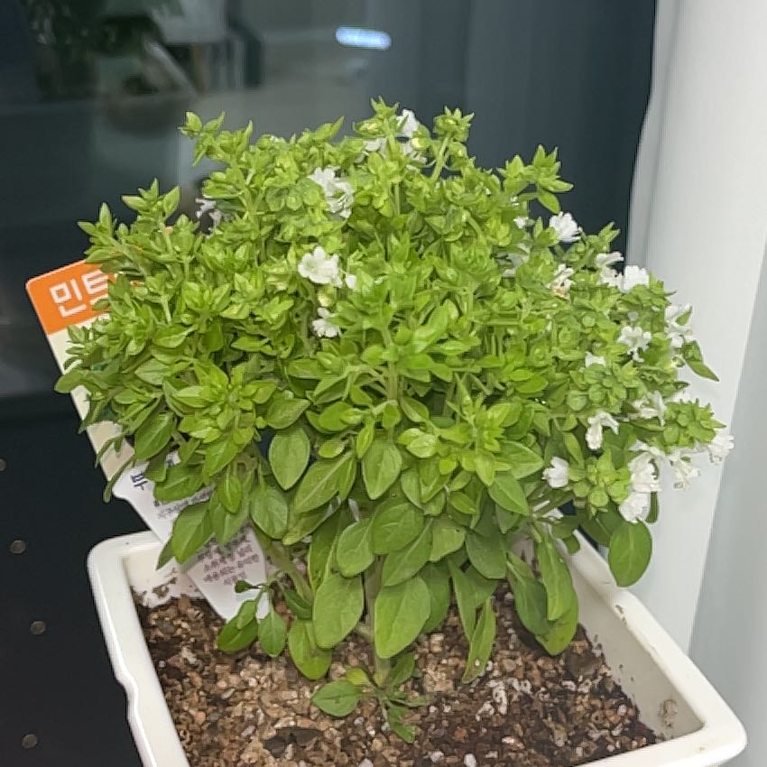 Photo of the plant species Basil Mint by @HotRimu70 named Minty on Greg, the plant care app