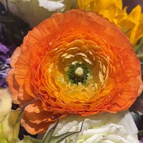 Photo of the plant species Persian Buttercup by @SelectSquash42 named Hemingway on Greg, the plant care app