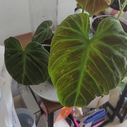 Photo of the plant species Philodendron Splendid by @CelestialRye21 named Leonardo on Greg, the plant care app