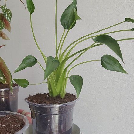 Photo of the plant species Tiny Dancer by @CelestialRye21 named Madonna on Greg, the plant care app