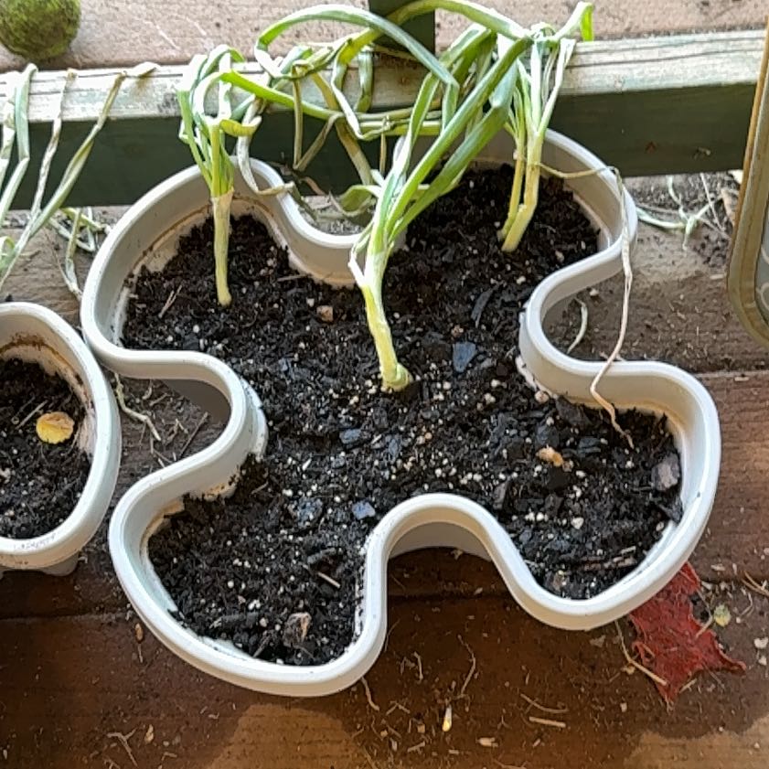 Photo of the plant species White Onion by @NobleBogarum15 named Delilah on Greg, the plant care app
