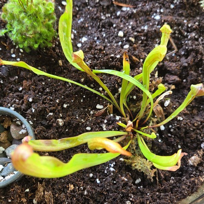 Photo of the plant species Yellow Trumpets by @LovableLithop48 named Queen on Greg, the plant care app