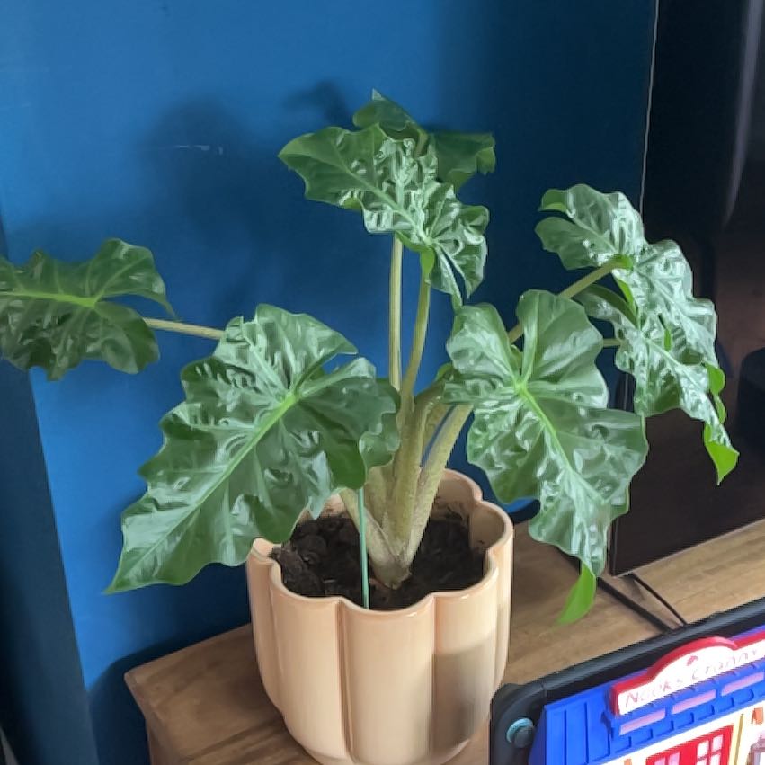 Photo of the plant species Alocasia 'Low Rider' by @TrustyTwister99 named Terra on Greg, the plant care app