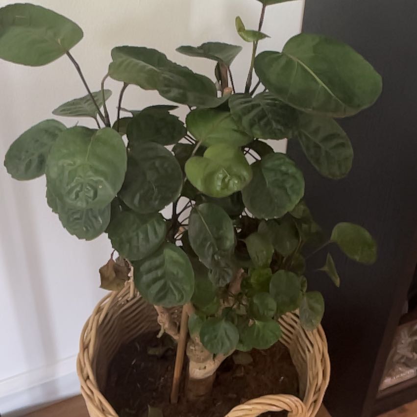 Photo of the plant species Shield Aralia by @TrustyTwister99 named Poly on Greg, the plant care app