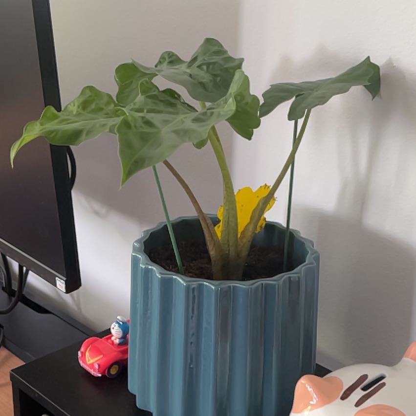 Photo of the plant species Alocasia 'Low Rider' by @TrustyTwister99 named Harry on Greg, the plant care app