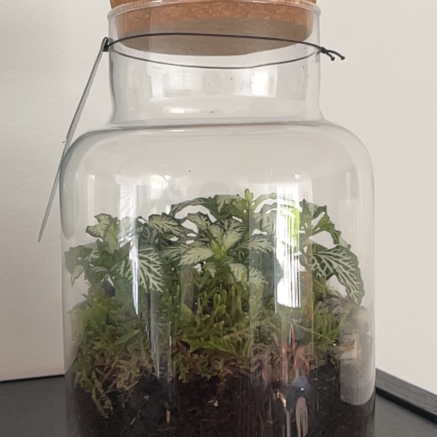 Photo of the plant species Assorted by @TrustyTwister99 named Terra on Greg, the plant care app