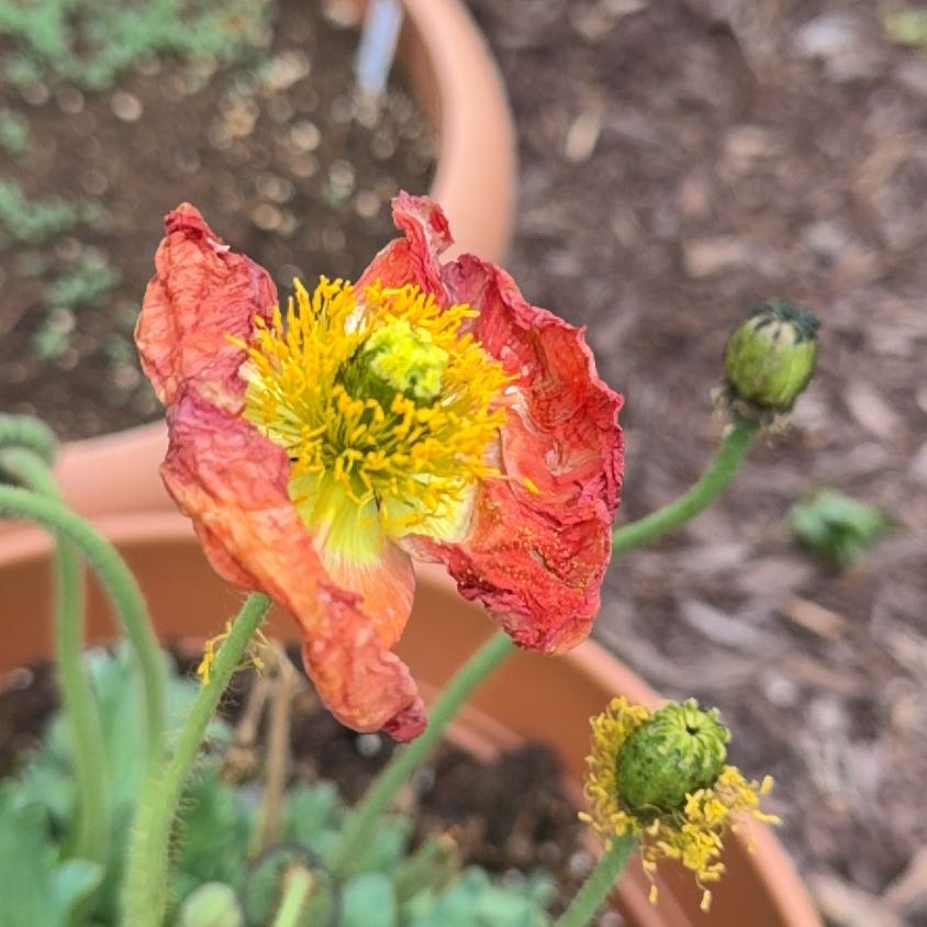 Photo of the plant species Iceland Poppy by @BlazingBeech3 named da Vinci on Greg, the plant care app