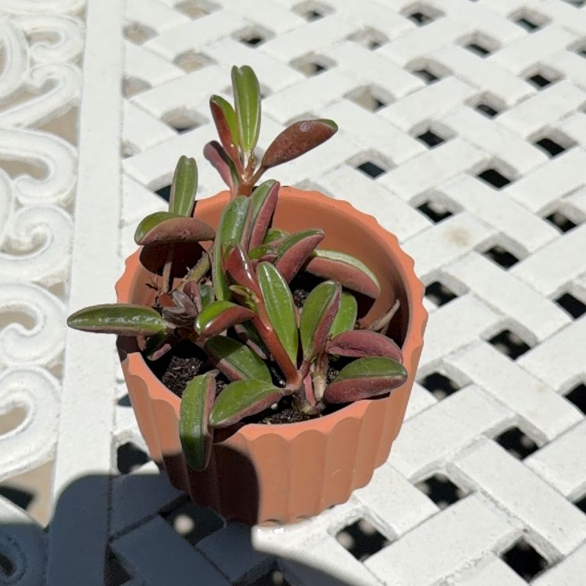 Photo of the plant species Shoreline Sea Purslane by @BlazingBeech3 named Rainier on Greg, the plant care app