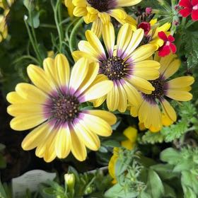 Photo of the plant species Glandular Cape Marigold by @BlazingBeech3 named Sigmund on Greg, the plant care app