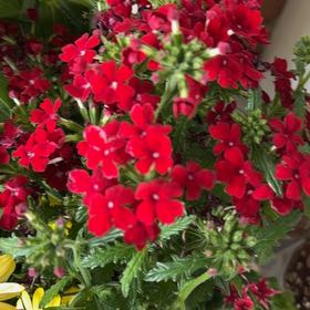 Photo of the plant species Verbena Obsession Red by @BlazingBeech3 named Tolkien on Greg, the plant care app