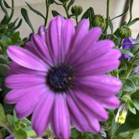 Photo of the plant species African Daisy by @BlazingBeech3 named Mollie on Greg, the plant care app