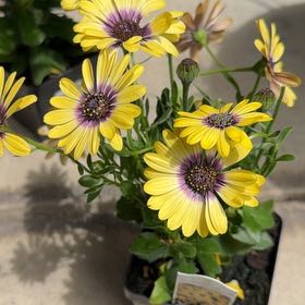 Photo of the plant species Glandular Cape Marigold by @BlazingBeech3 named Clooney on Greg, the plant care app