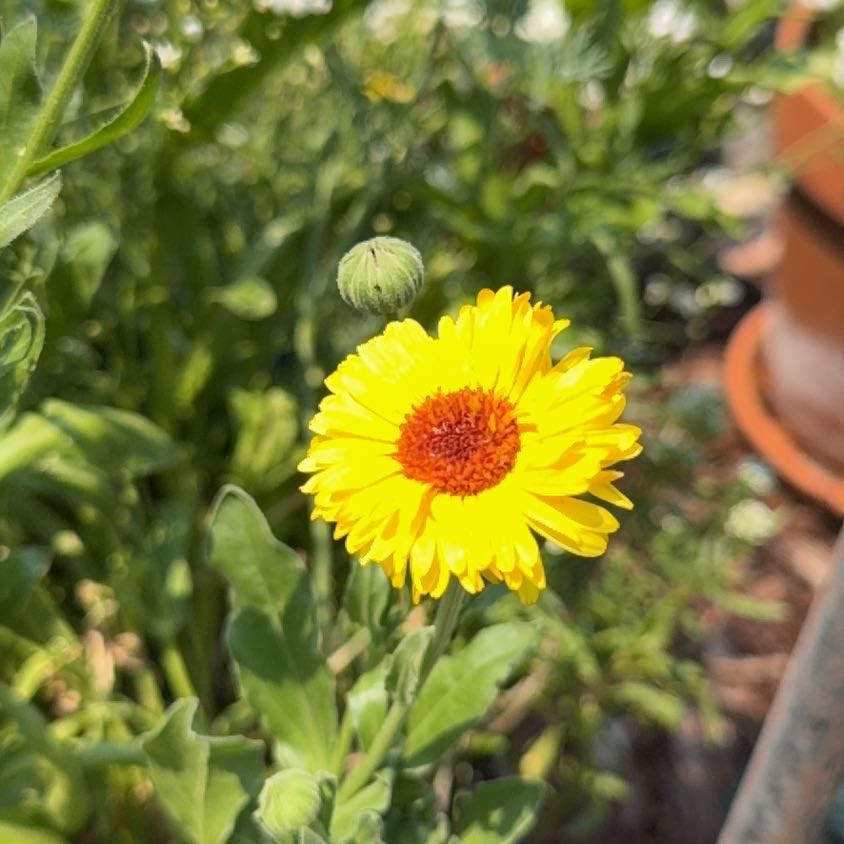 Photo of the plant species Marigold by @BlazingBeech3 named Muhammad Ali on Greg, the plant care app