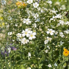 Photo of the plant species Creeping Baby's-Breath by @BlazingBeech3 named Sol on Greg, the plant care app