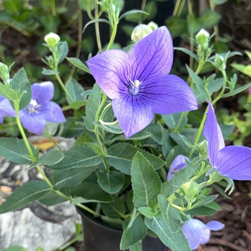 Photo of the plant species Balloon-Flower by @BlazingBeech3 named Tupot amaroot on Greg, the plant care app