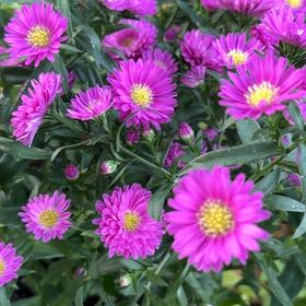 Photo of the plant species Callistephus Chinensis by @BlazingBeech3 named Kendall on Greg, the plant care app