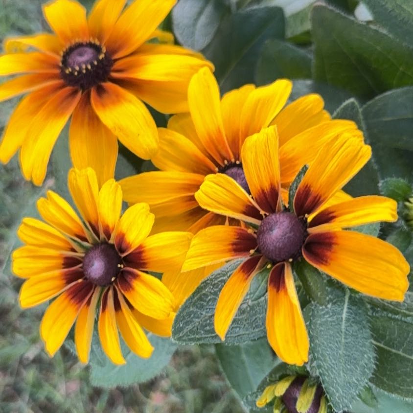 Photo of the plant species Blackeyed Susan by @BlazingBeech3 named Fernie Saunders on Greg, the plant care app