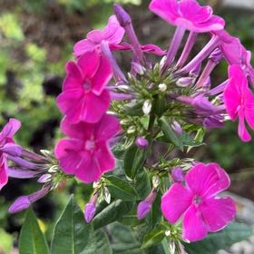 Photo of the plant species Peppermint Twist by @BlazingBeech3 named Stella on Greg, the plant care app