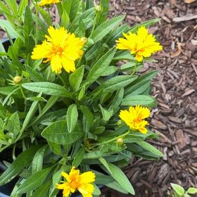 Photo of the plant species Large-Flowered Tickseed by @BlazingBeech3 named Daphne on Greg, the plant care app