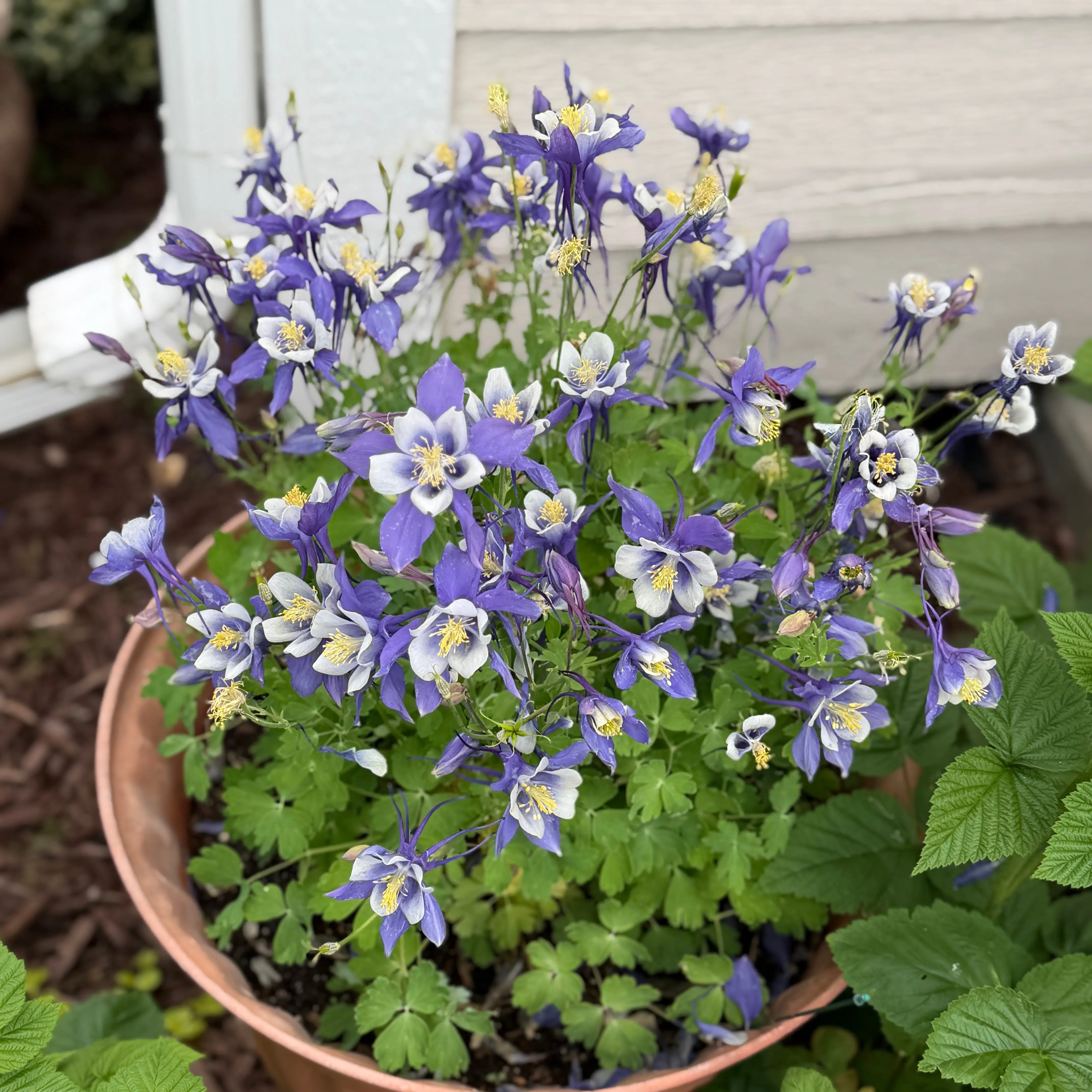 Photo of the plant species Colorado Blue Columbine by @BlazingBeech3 named Lola on Greg, the plant care app