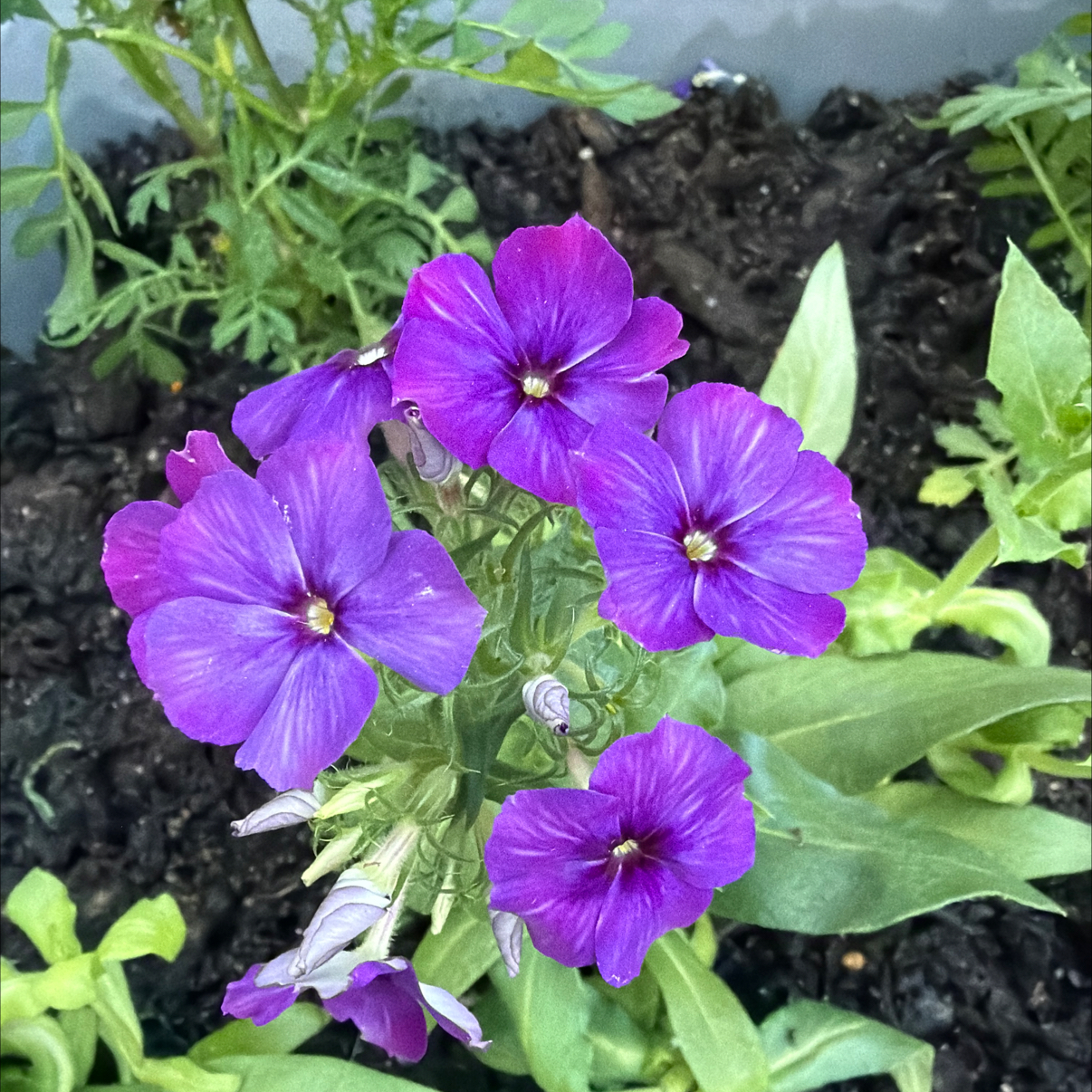 Photo of the plant species Drummond's Phlox by @BlazingBeech3 named Terra on Greg, the plant care app