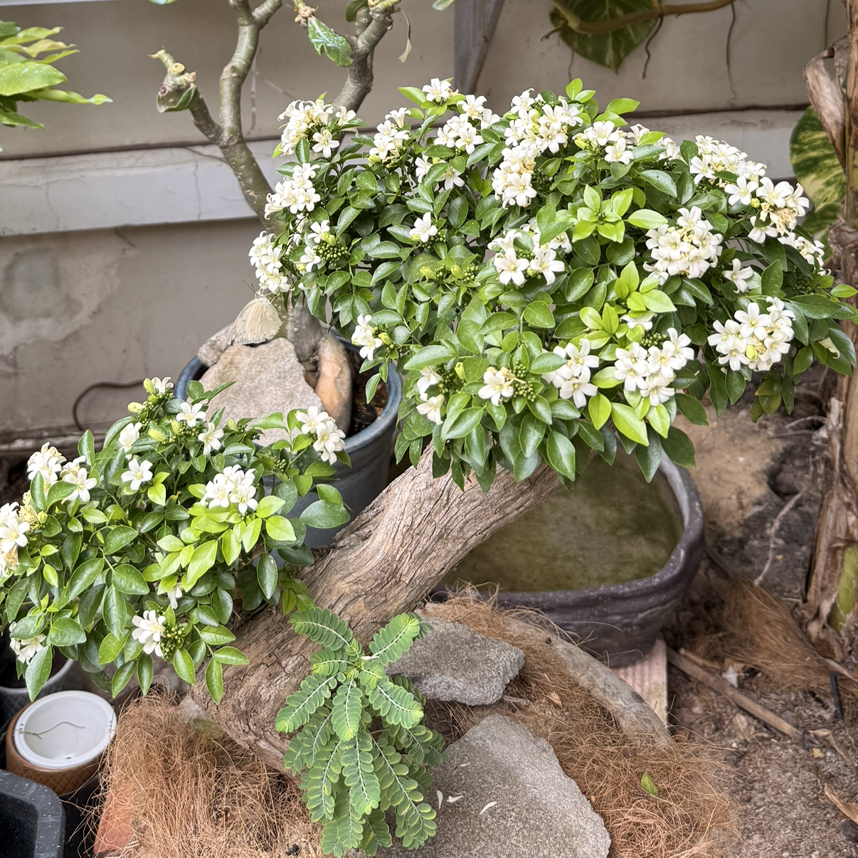 Photo of the plant species Crepe Jasmine by @PoshCoojong17 named Nguyet que on Greg, the plant care app