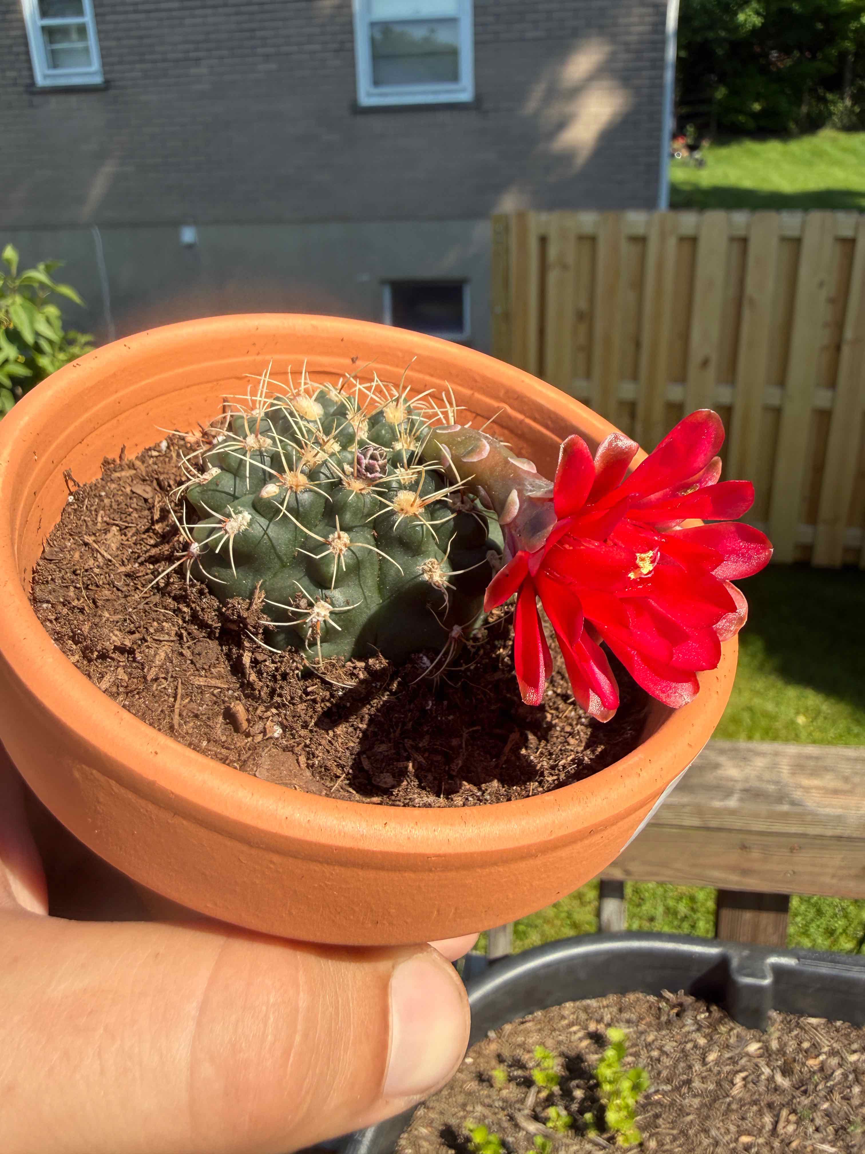 Photo of the plant species Spider Cactus by @KeyDidelta19 named Lavender on Greg, the plant care app