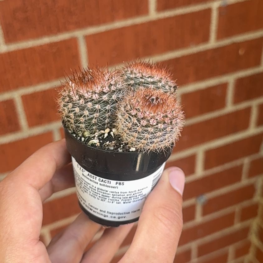 Photo of the plant species Cinnamon Cactus by @KeyDidelta19 named Sage on Greg, the plant care app