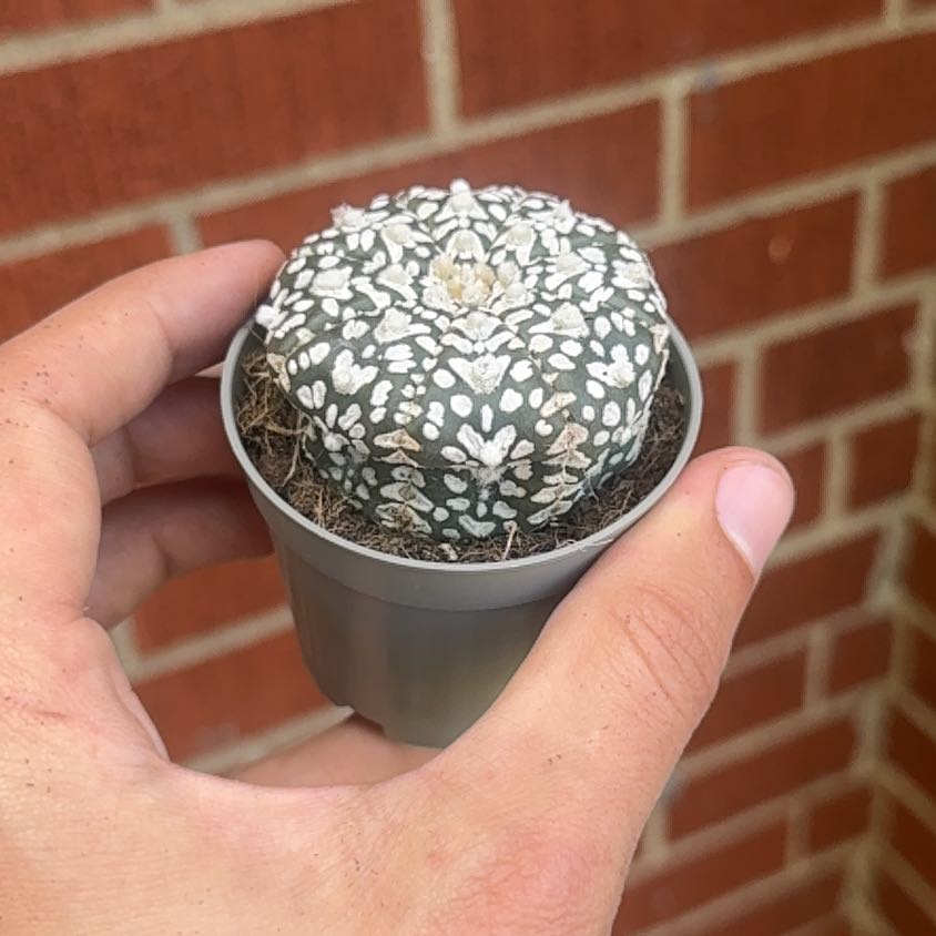 Photo of the plant species Sand Dollar Cactus by @KeyDidelta19 named Messi on Greg, the plant care app