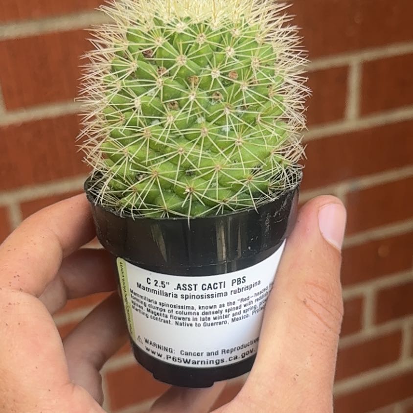Photo of the plant species Mammillaria spinosissma f. rubrispina by @KeyDidelta19 named Eva on Greg, the plant care app