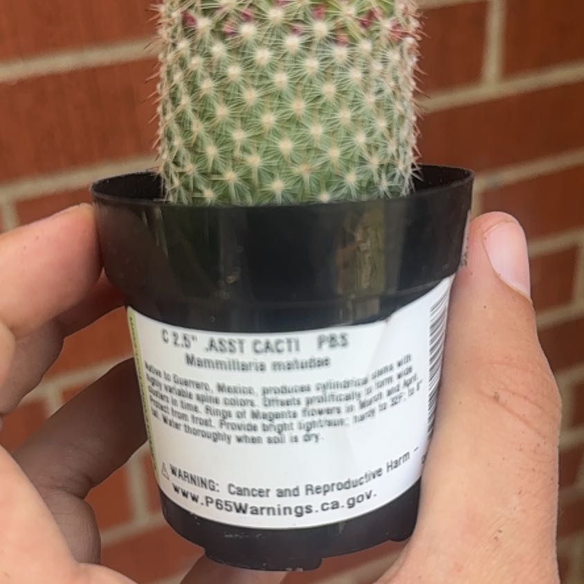 Photo of the plant species Wave Cactus by @KeyDidelta19 named Robert Plant on Greg, the plant care app