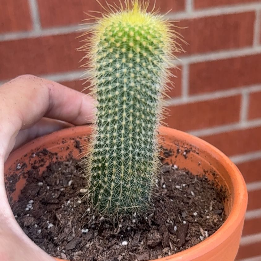 Photo of the plant species Notocactus leninghausii by @KeyDidelta19 named Sol on Greg, the plant care app