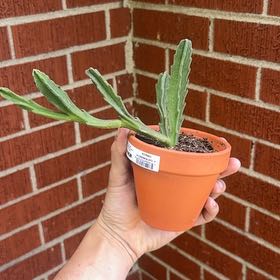Photo of the plant species Zulu Giant by @KeyDidelta19 named Mollie on Greg, the plant care app
